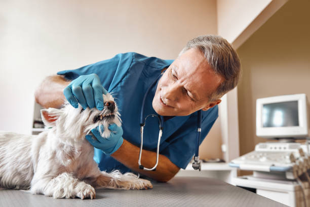Best Walk-In Emergency Dental Services in Indianola, WA